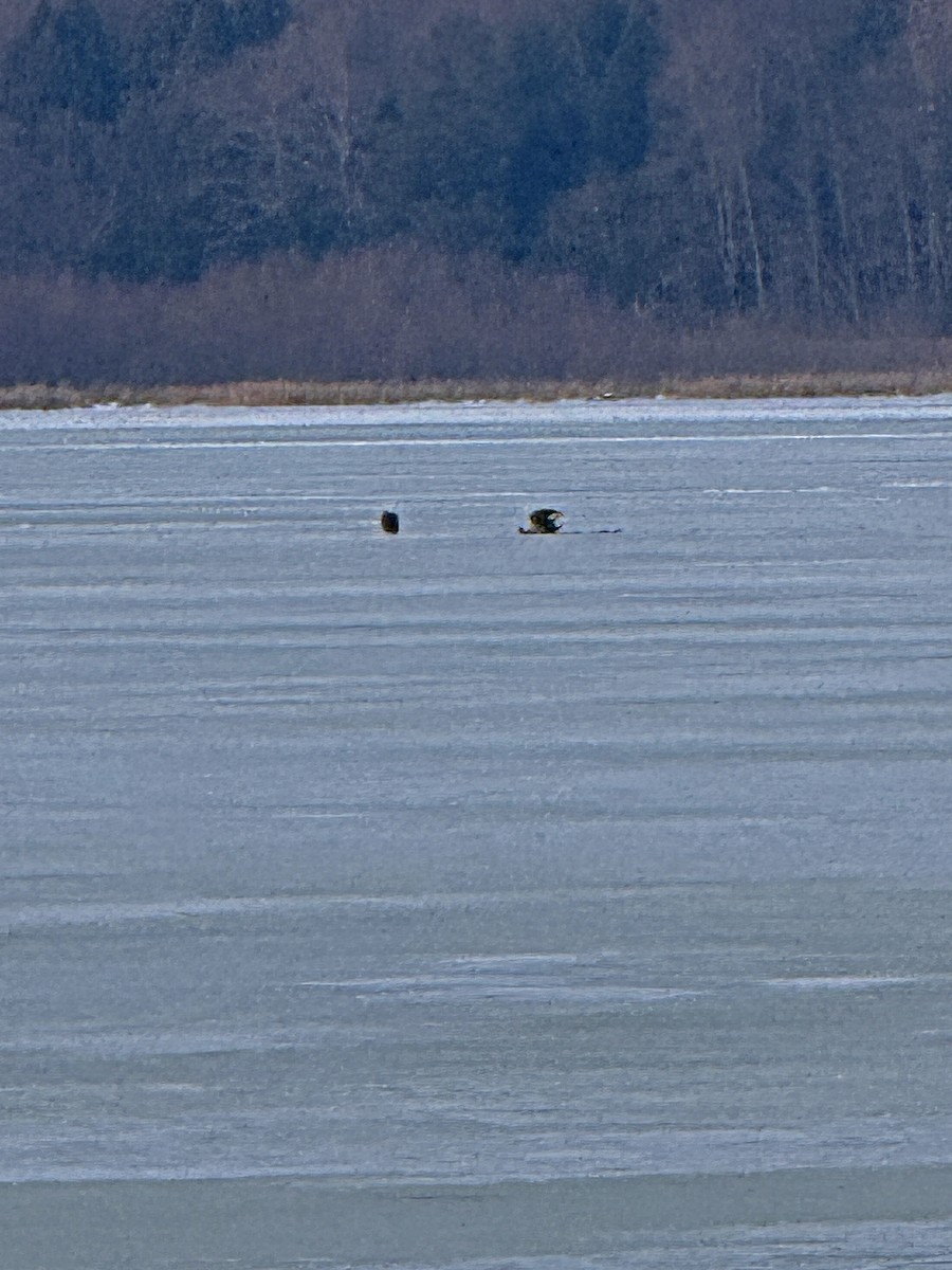 Bald Eagle - ML647093491