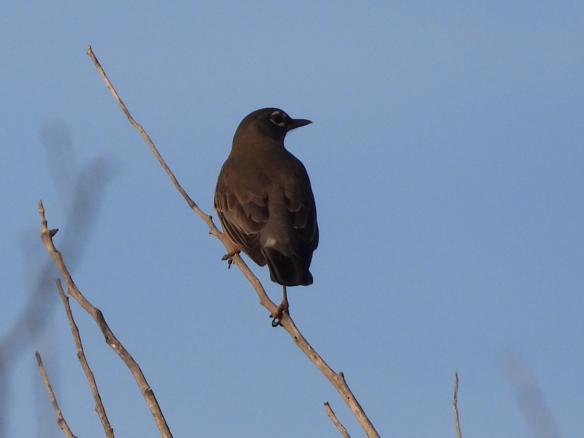 American Robin - ML647093492