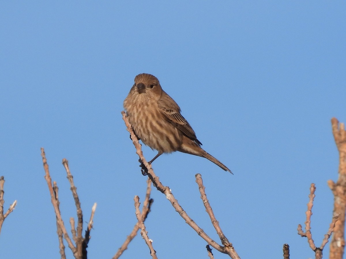 House Finch - ML647093500
