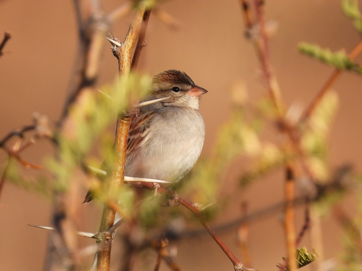 Chipping Sparrow - ML647093506