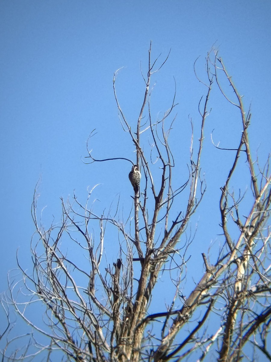 Ladder-backed Woodpecker - ML647093510
