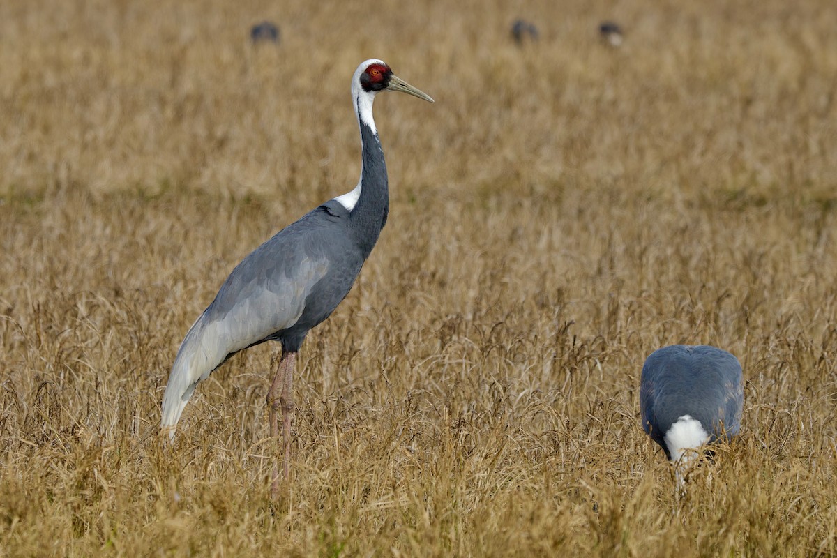 Журавель даурський - ML647093513
