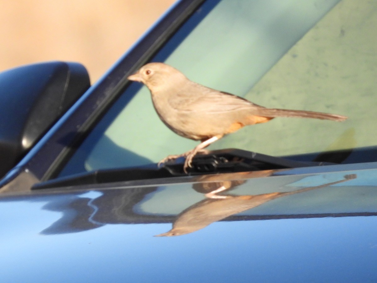 Canyon Towhee - ML647093514