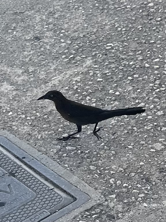 Great-tailed Grackle - ML647093515