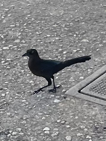 Great-tailed Grackle - ML647093516