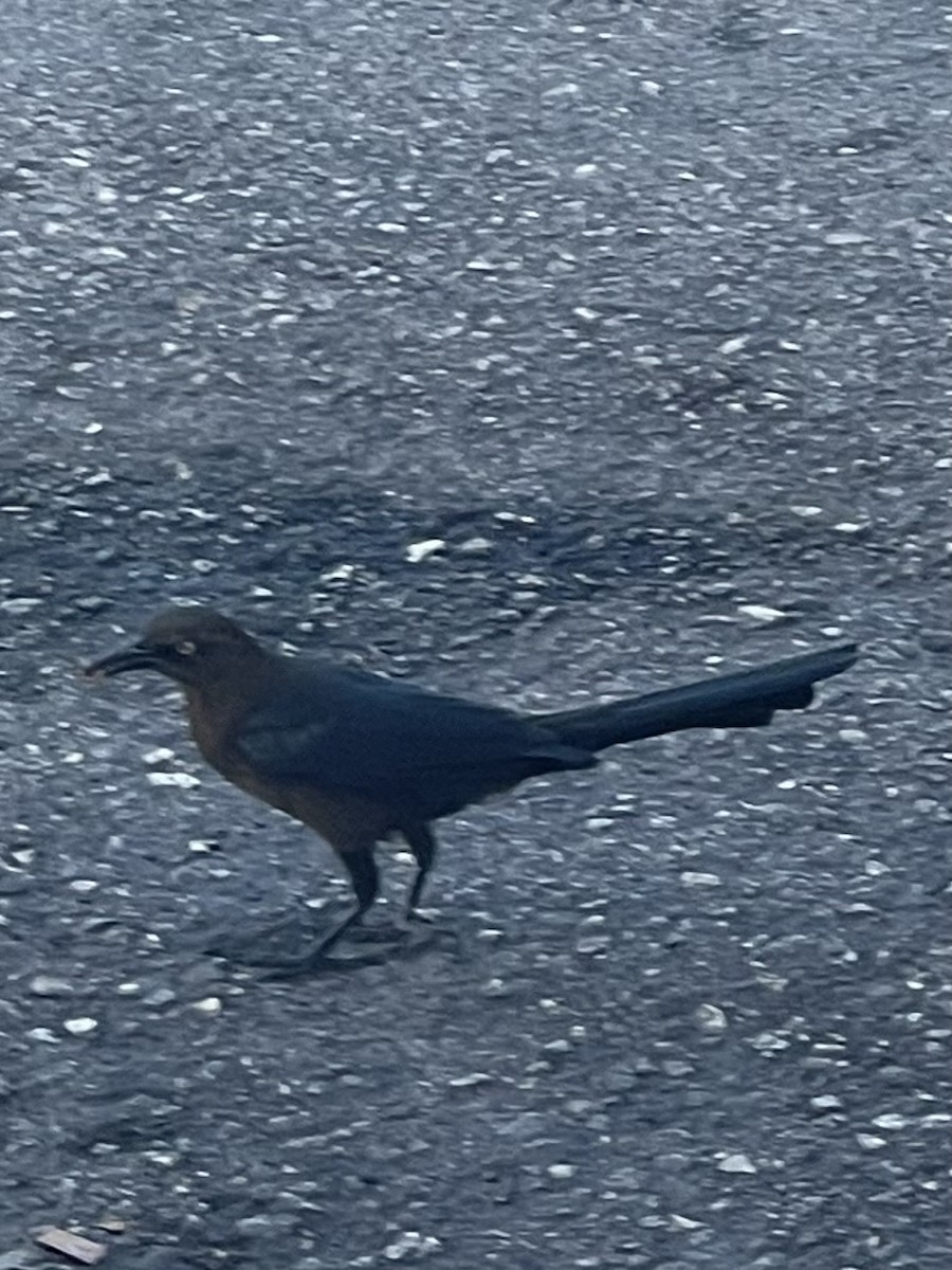 Great-tailed Grackle - ML647093517