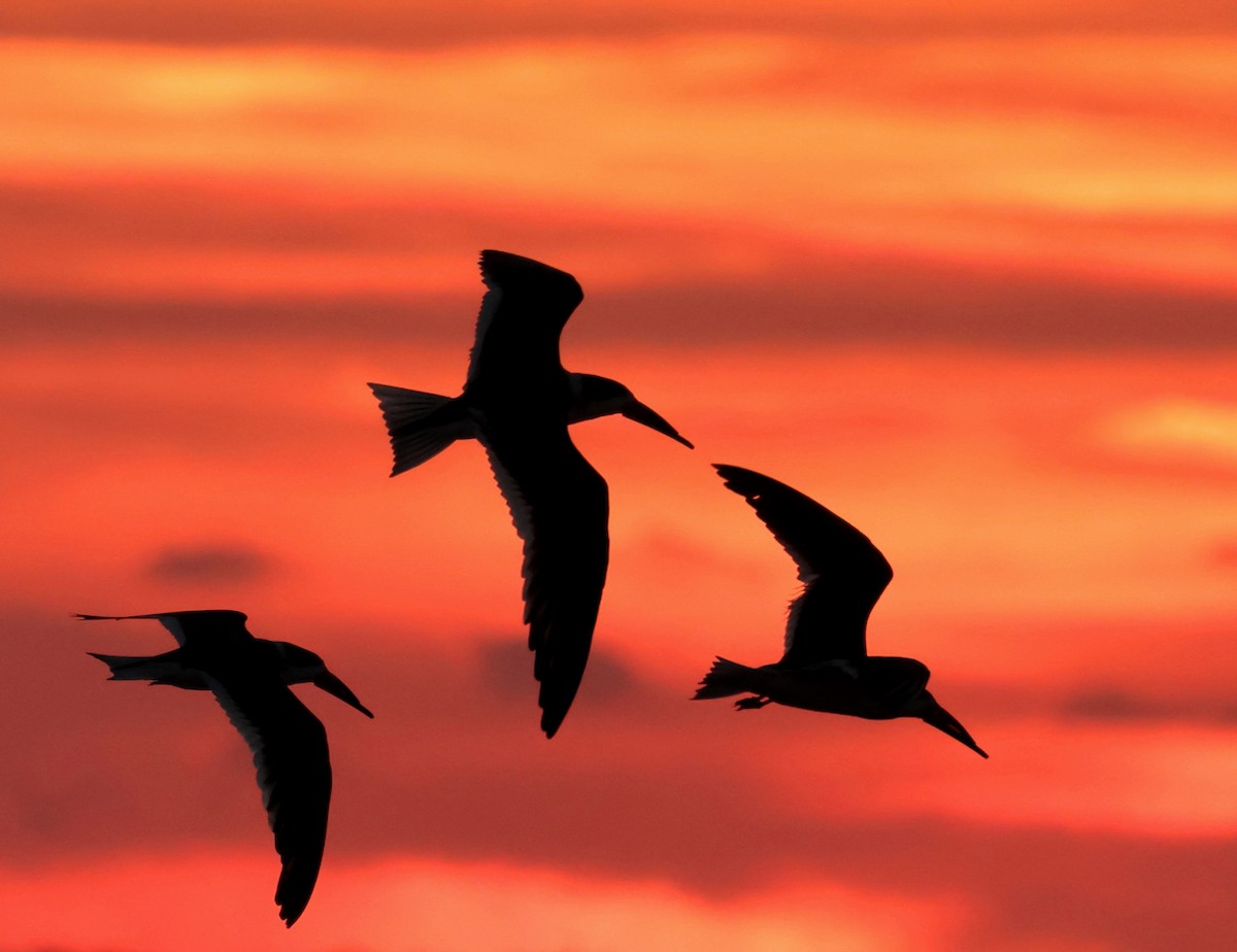 Black Skimmer - ML647093520