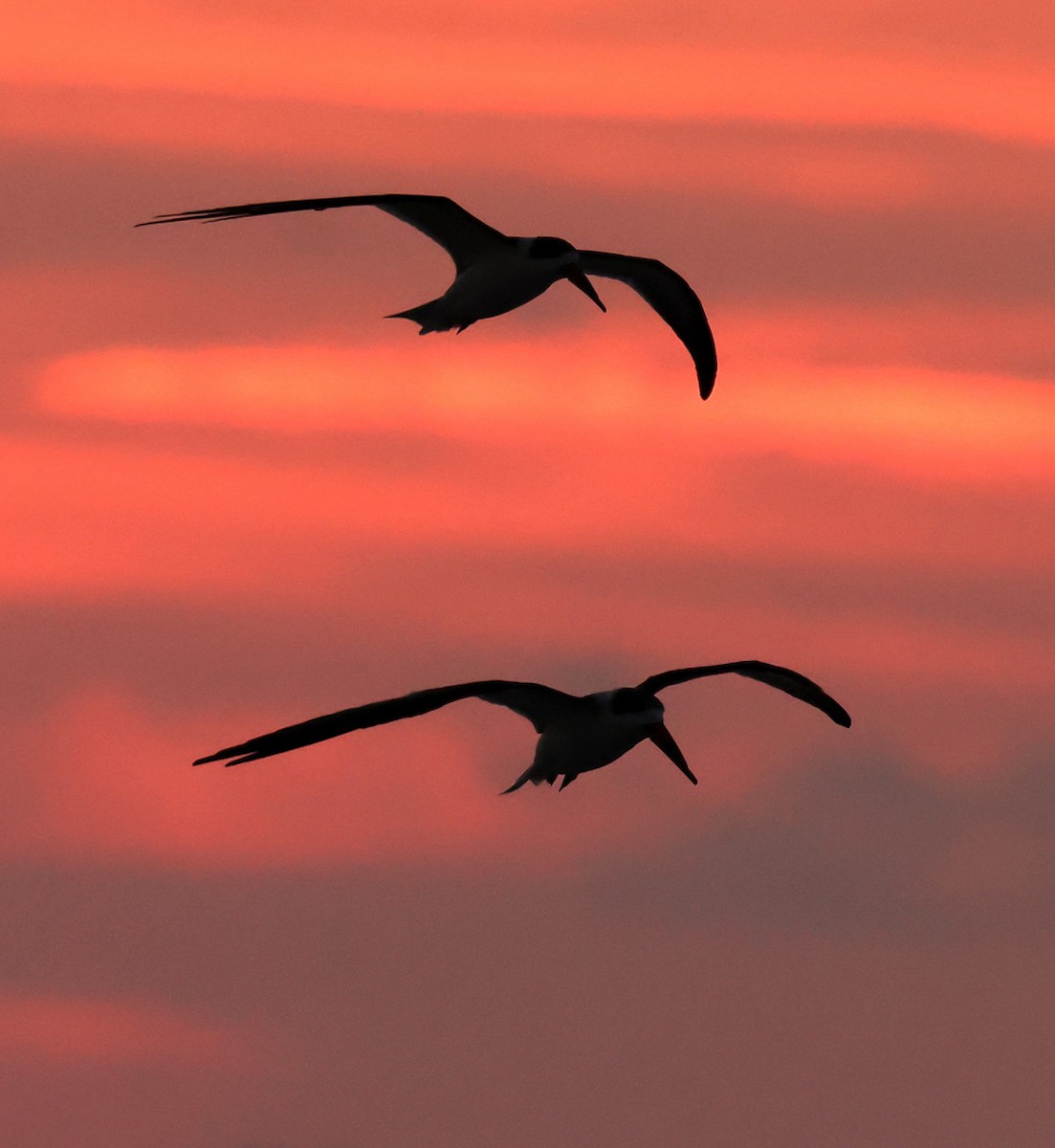 Black Skimmer - ML647093521