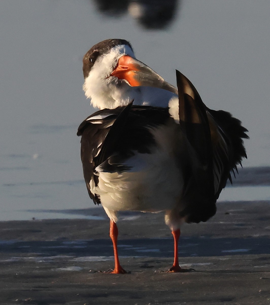 Black Skimmer - ML647093522