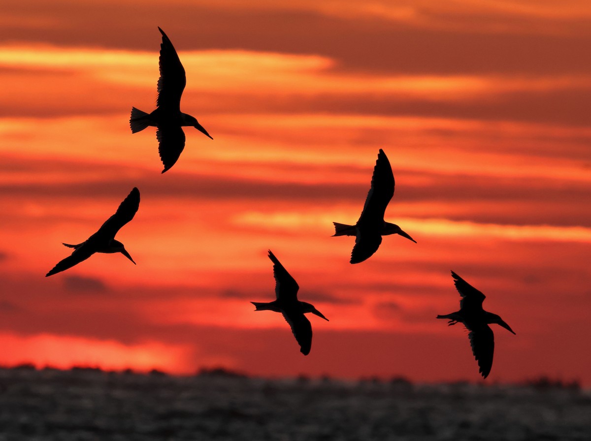 Black Skimmer - ML647093523