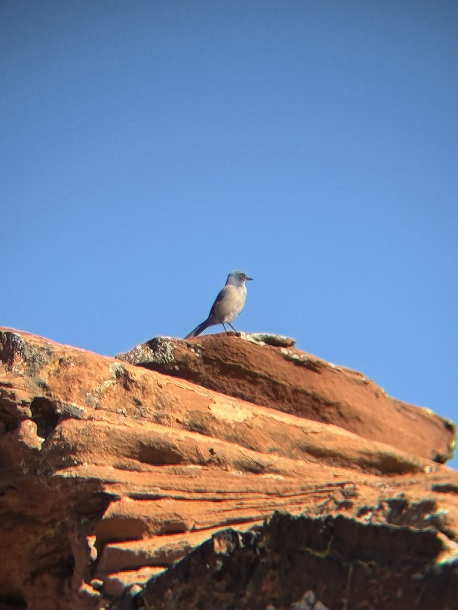 Woodhouse's Scrub-Jay - ML647093524