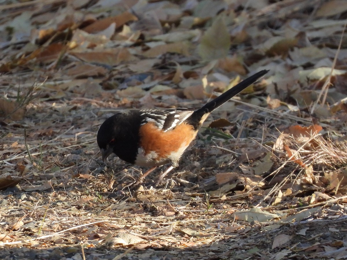 Spotted Towhee - ML647093525