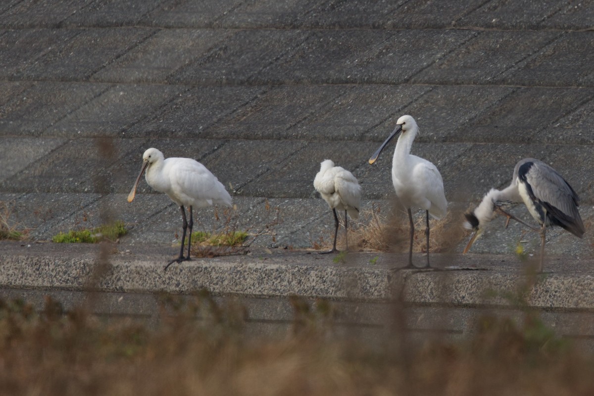 Косар білий - ML647093530