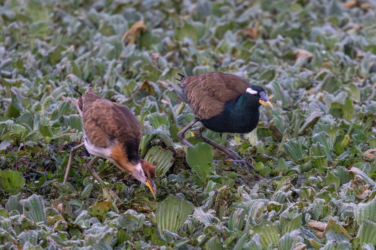 Бронзовокрылая якана - ML647093534