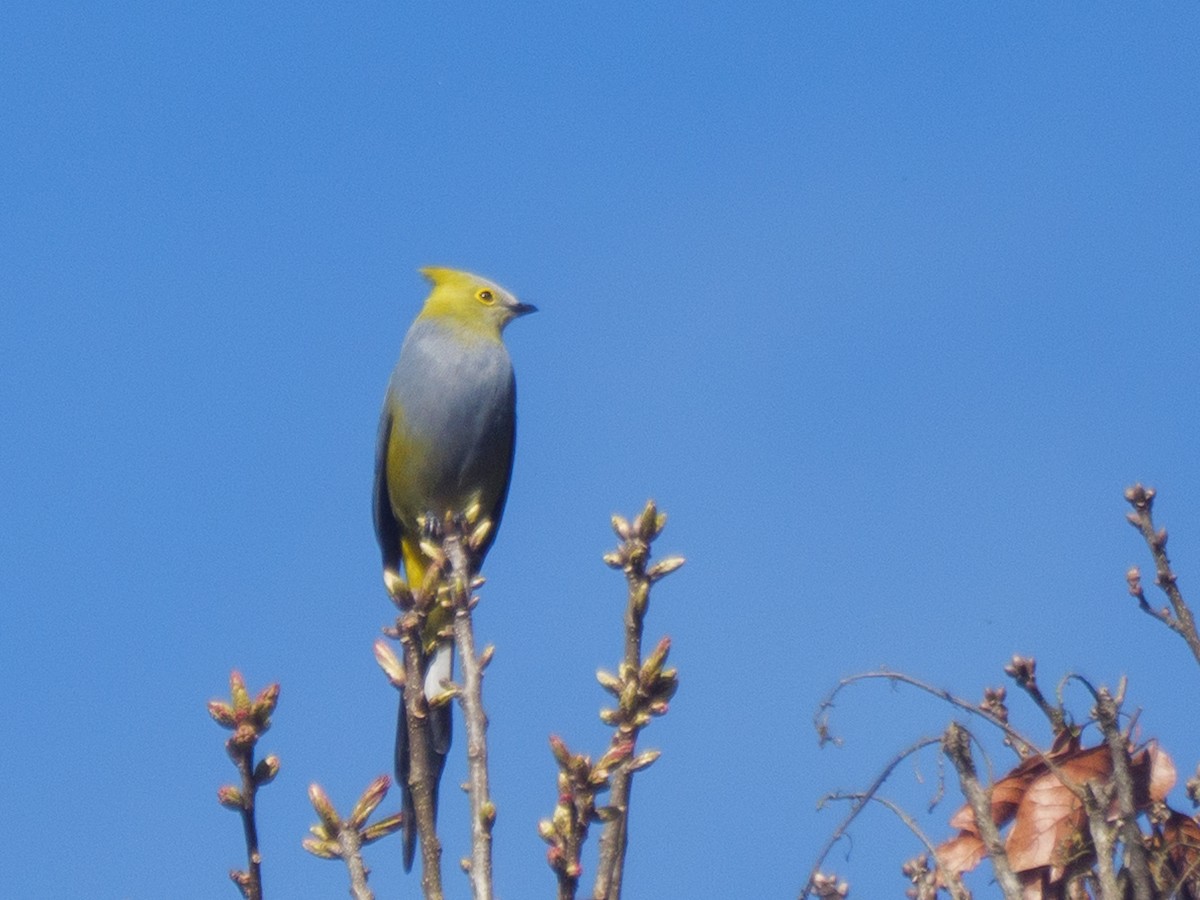 Long-tailed Silky-flycatcher - ML647093559