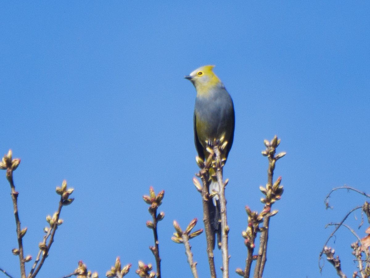 Long-tailed Silky-flycatcher - ML647093560