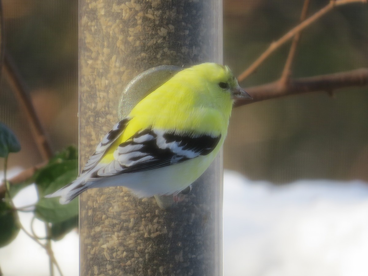 American Goldfinch - ML647093562