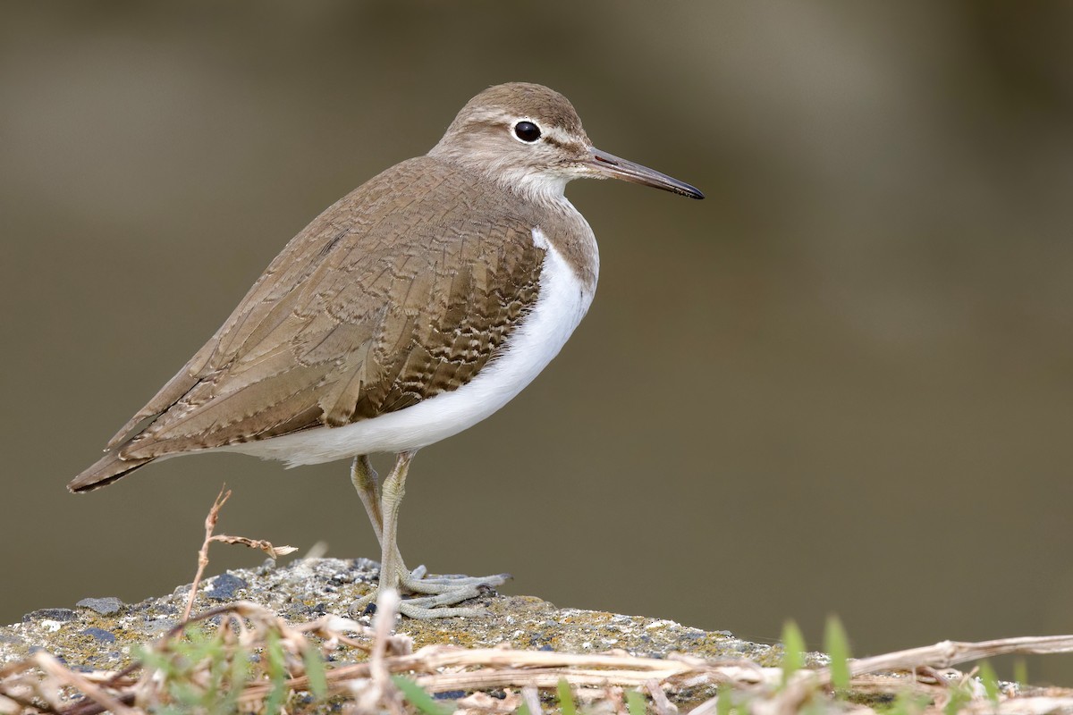 Набережник палеарктичний - ML647093572