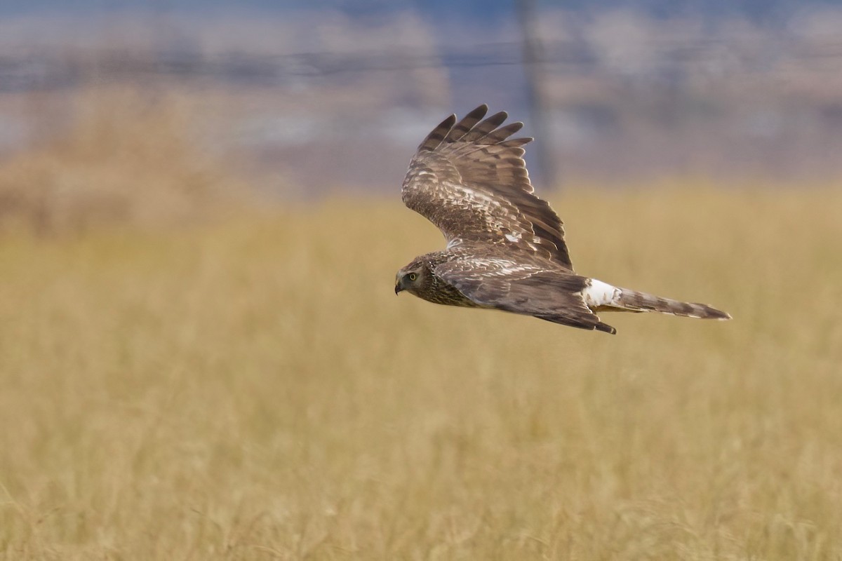 Eastern Marsh Harrier - ML647093573
