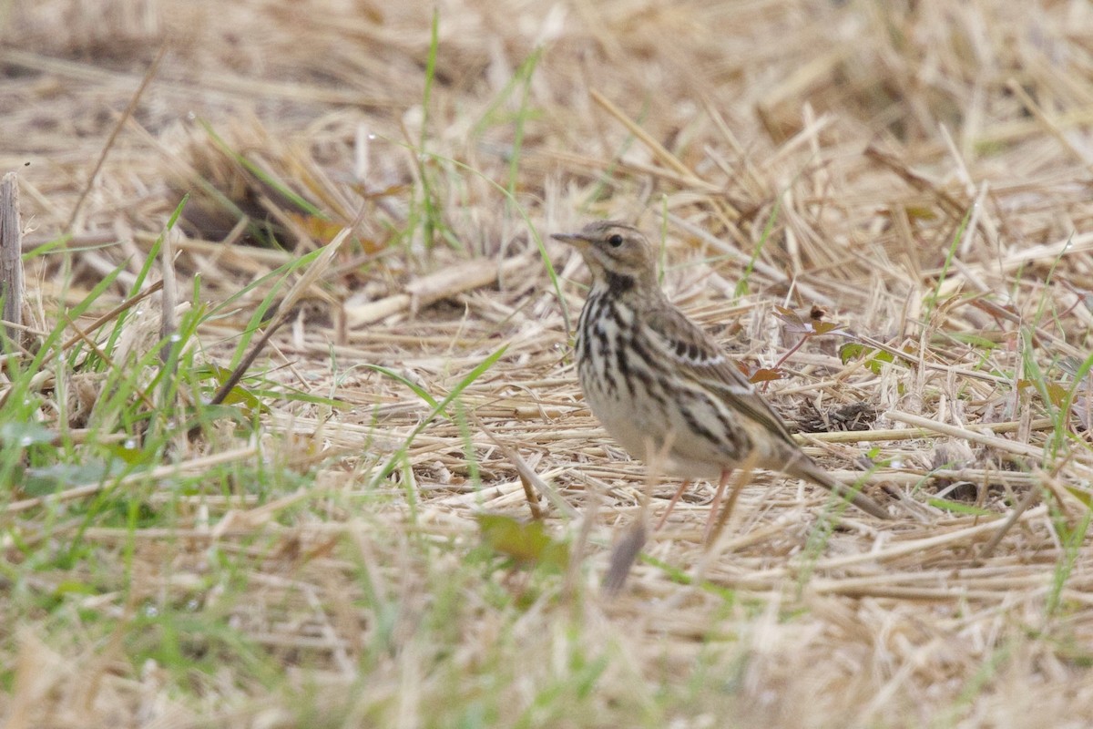 Щеврик японський - ML647093577