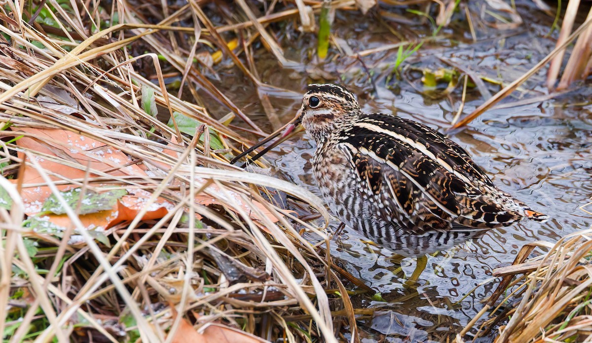 Wilsonbekassine - ML647093579