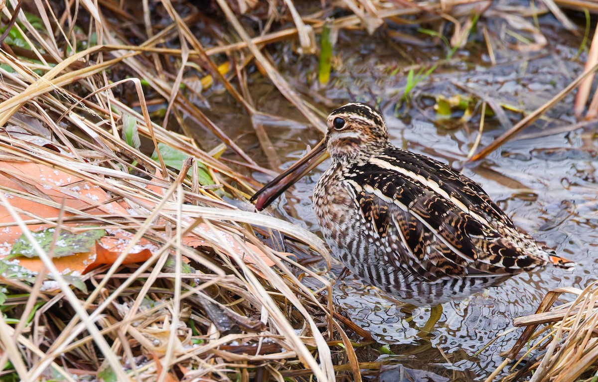 Wilsonbekassine - ML647093580