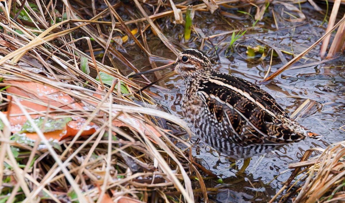 Wilsonbekassine - ML647093581