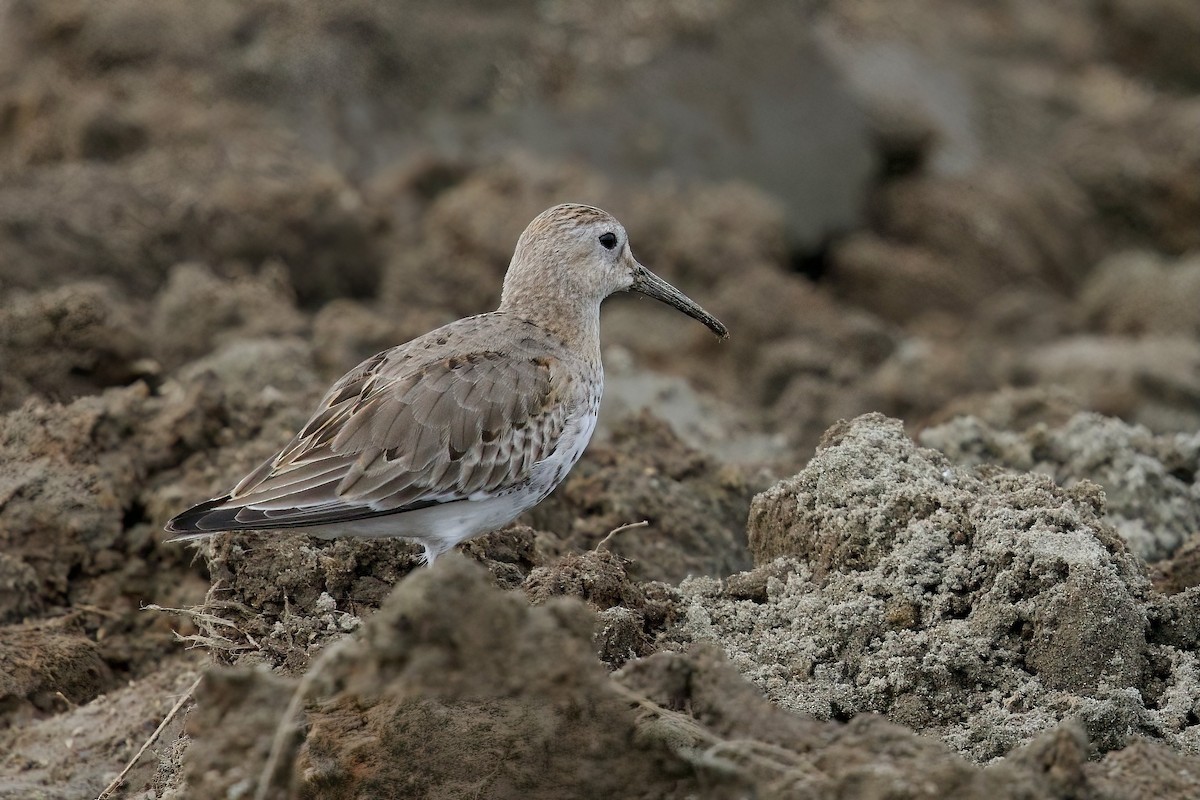 Побережник чорногрудий - ML647093585