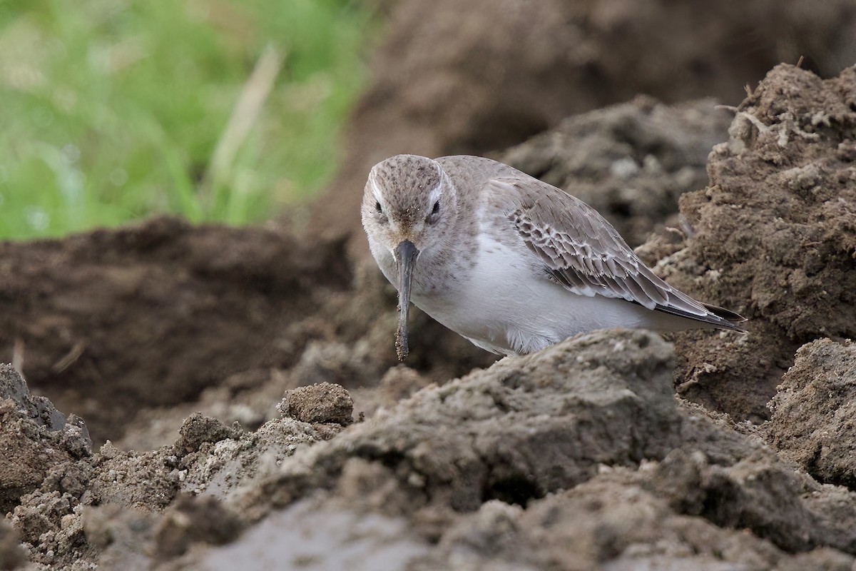 Побережник чорногрудий - ML647093586