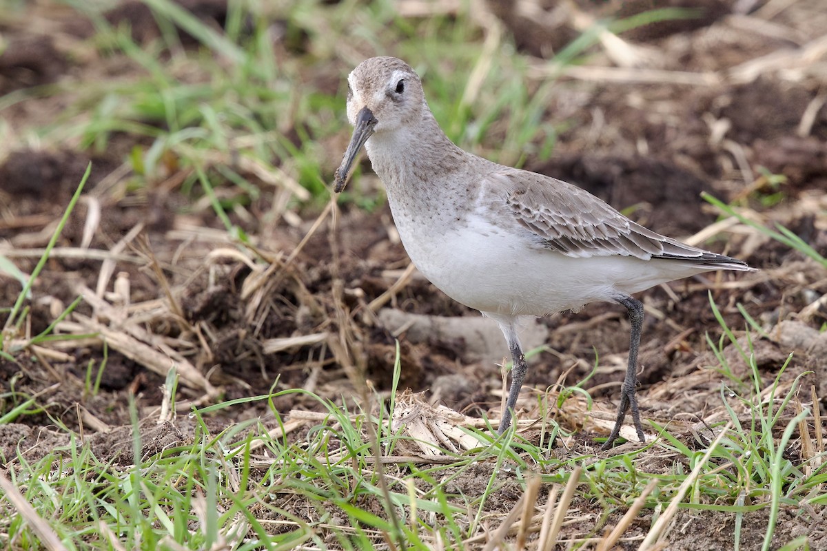Побережник чорногрудий - ML647093587