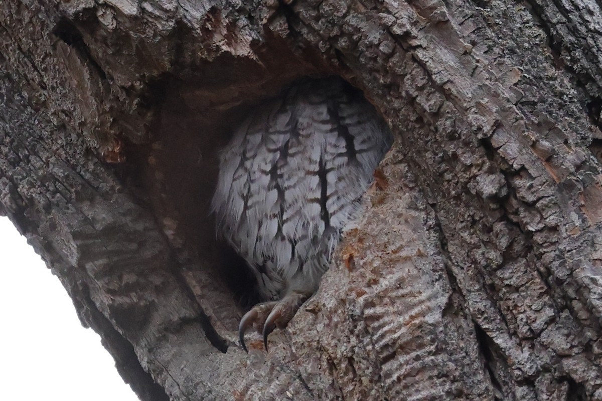 Ostkreischeule - ML647093588