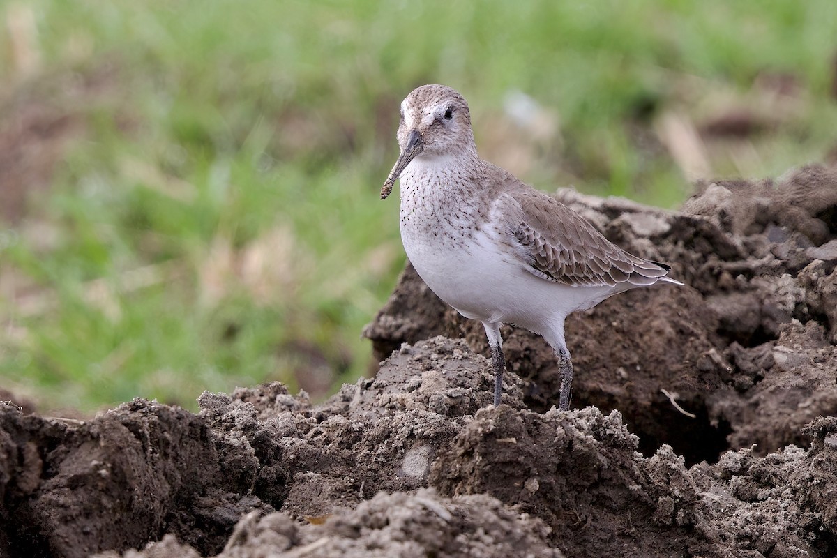Побережник чорногрудий - ML647093590