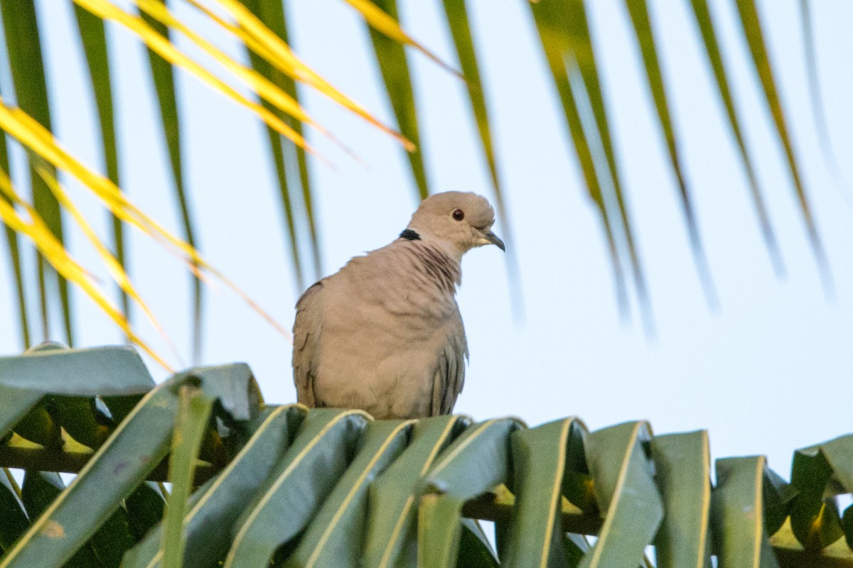 Eurasian Collared-Dove - ML647093598