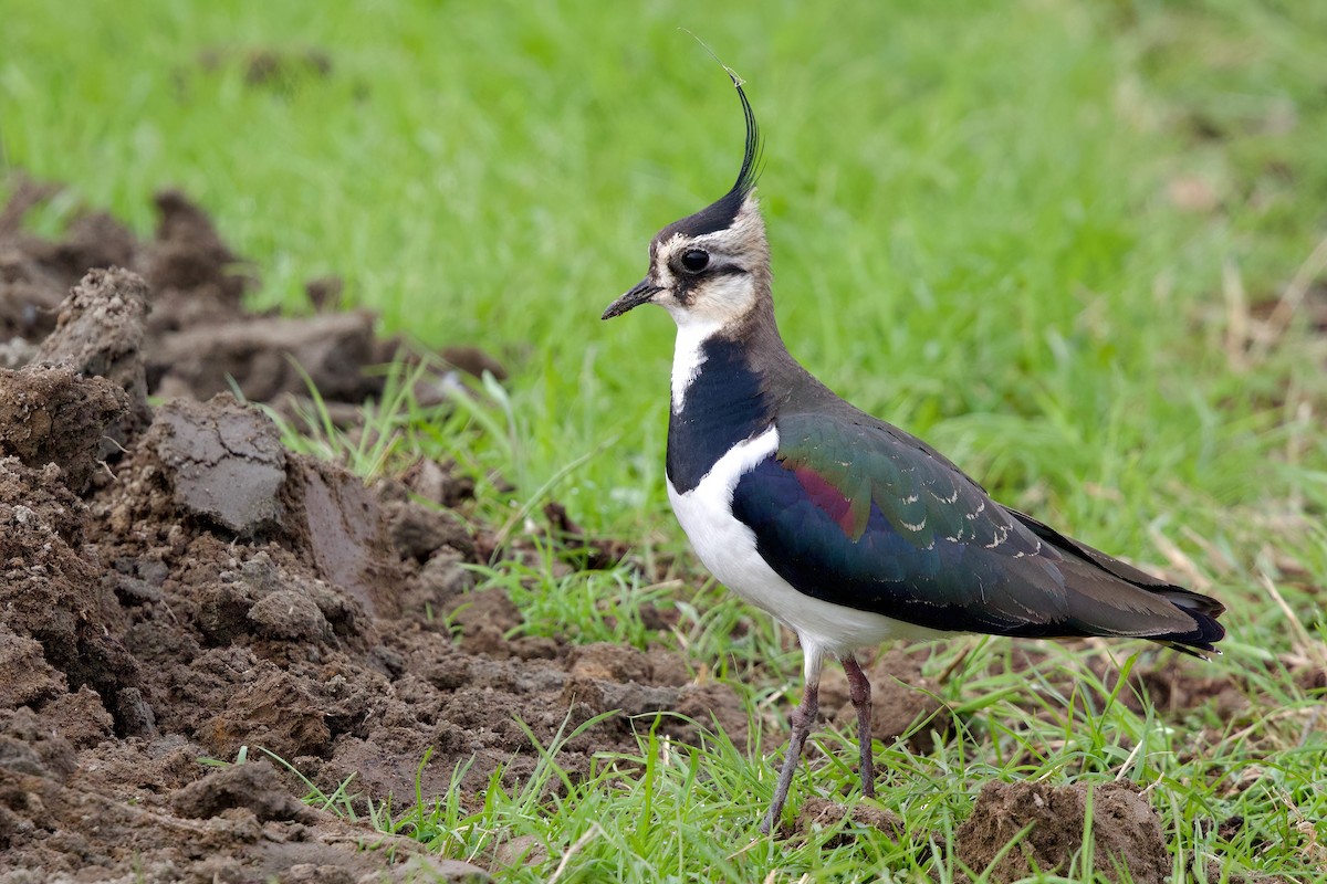 Чайка чубата - ML647093601