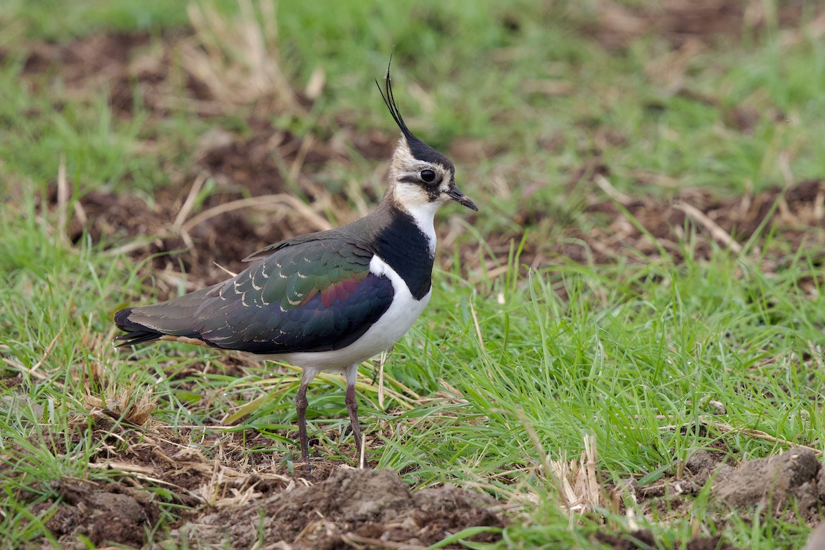 Чайка чубата - ML647093602