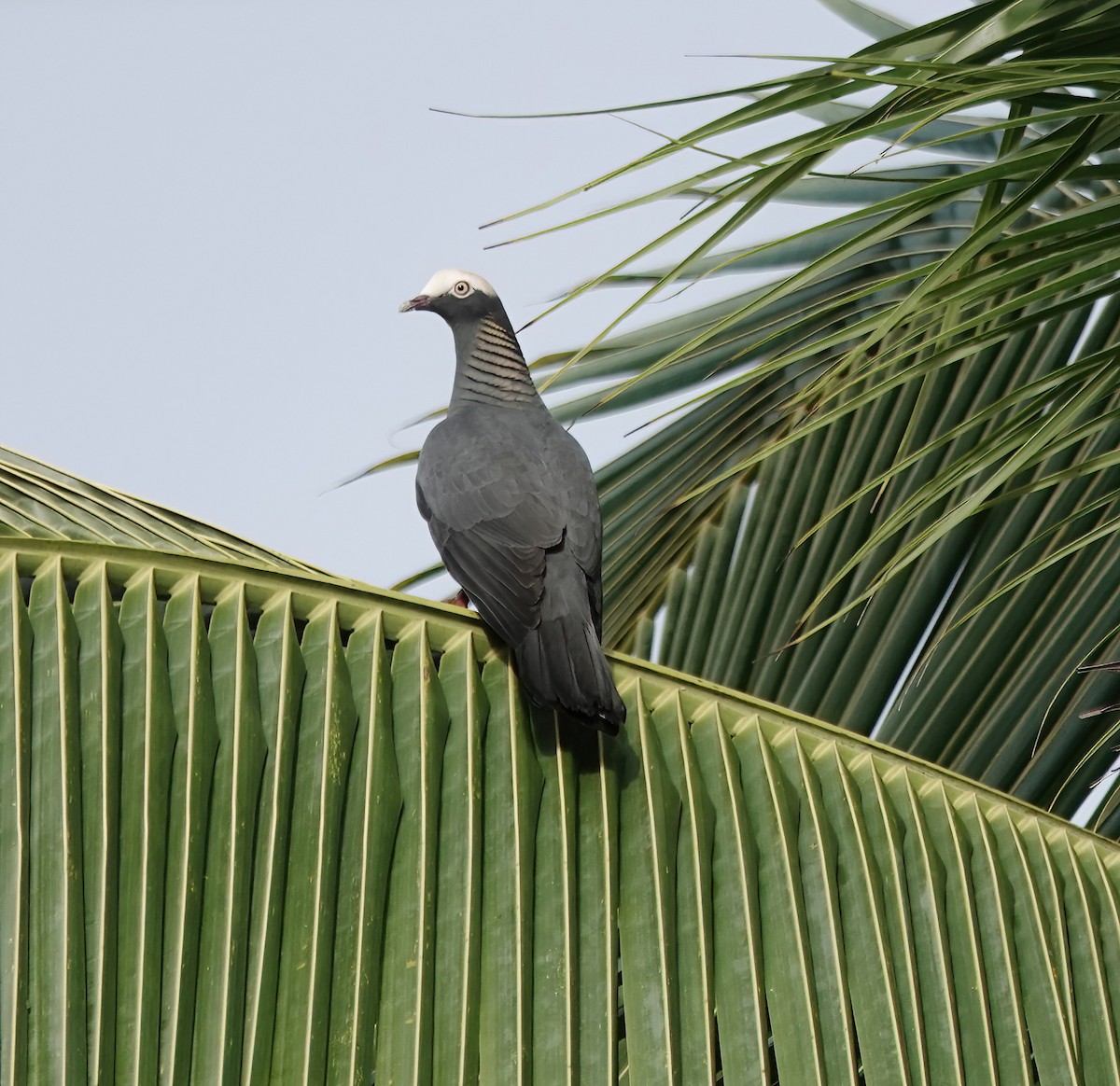 White-crowned Pigeon - ML647093615