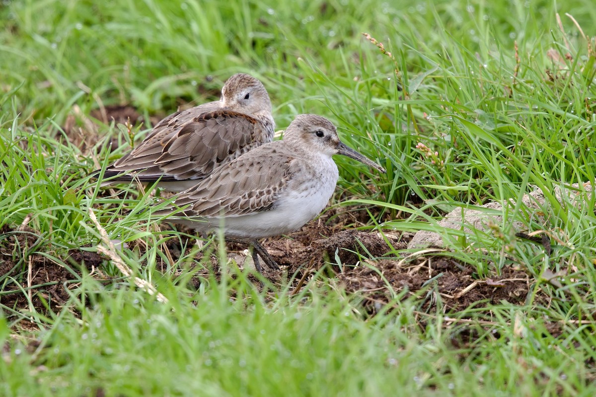 Побережник чорногрудий - ML647093622