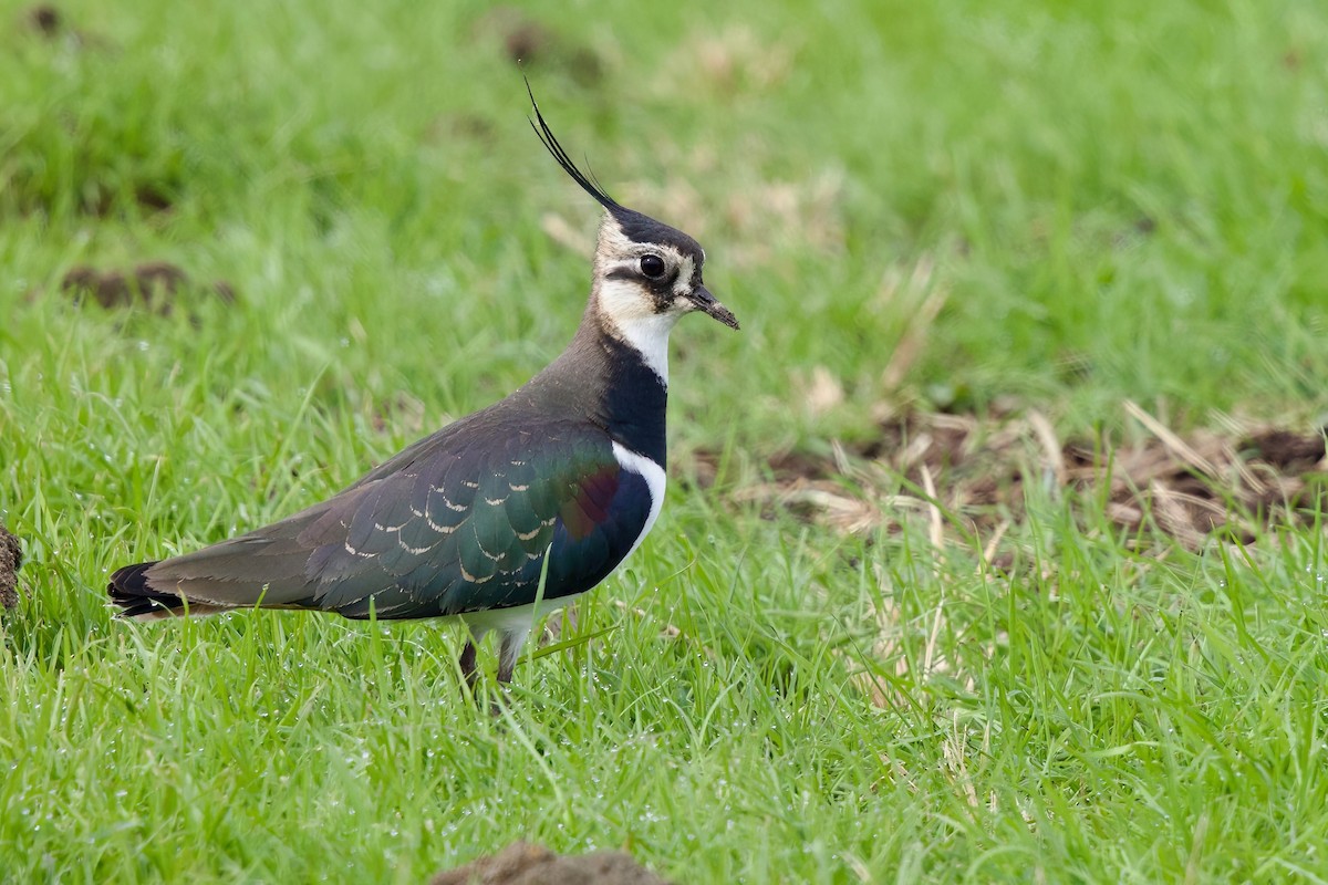 Чайка чубата - ML647093625