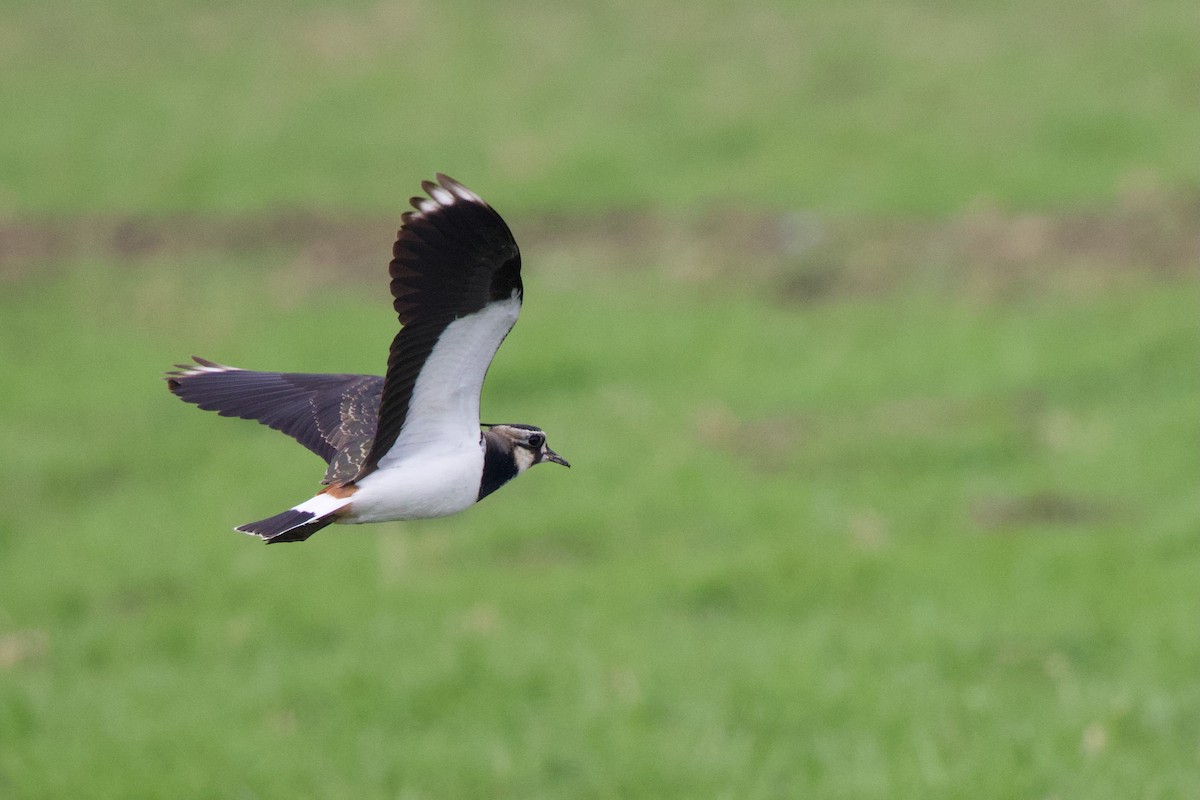 Чайка чубата - ML647093626