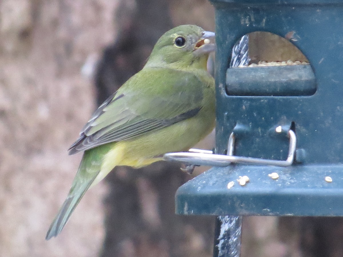 Painted Bunting - ML647093628