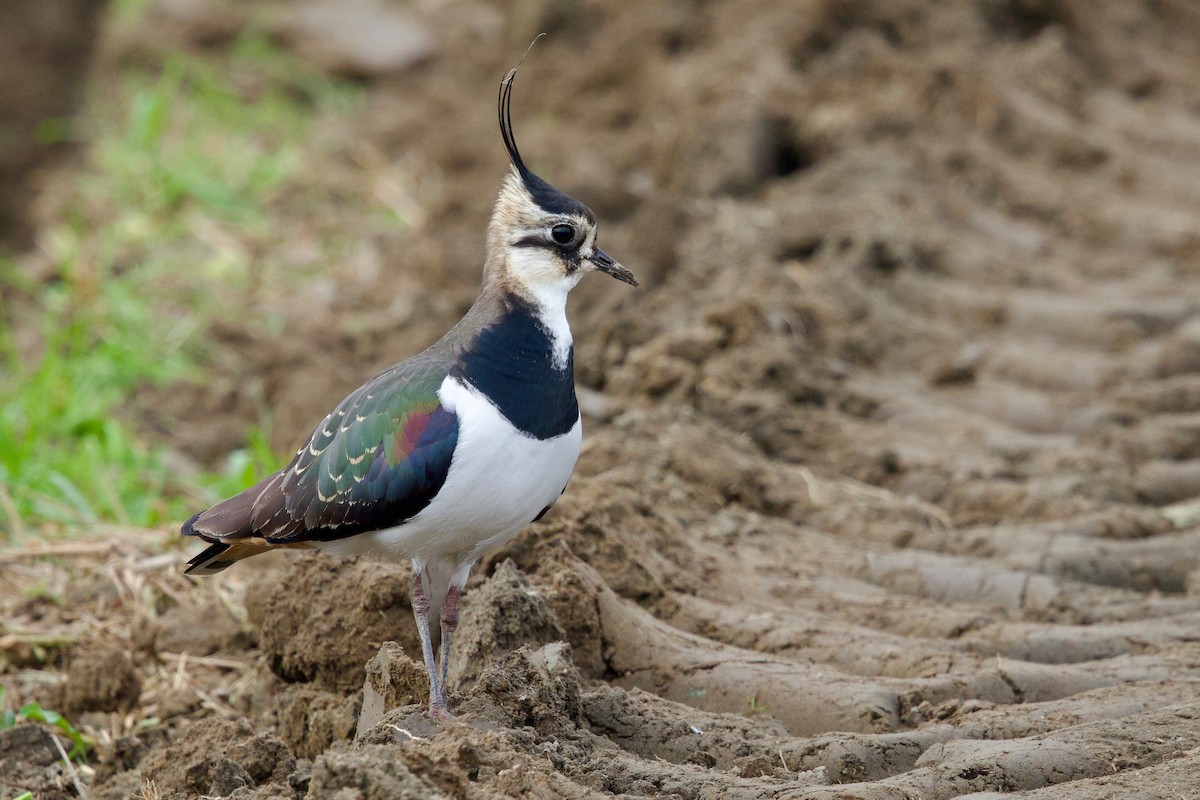 Чайка чубата - ML647093629