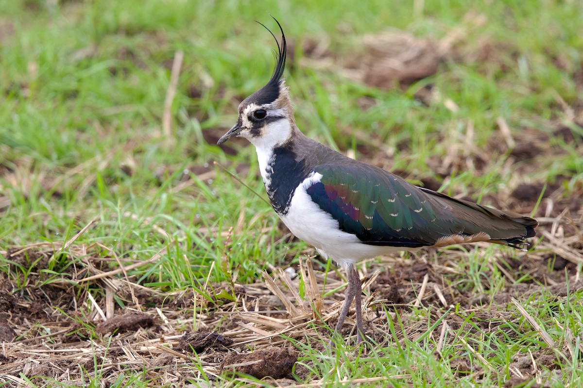 Чайка чубата - ML647093630