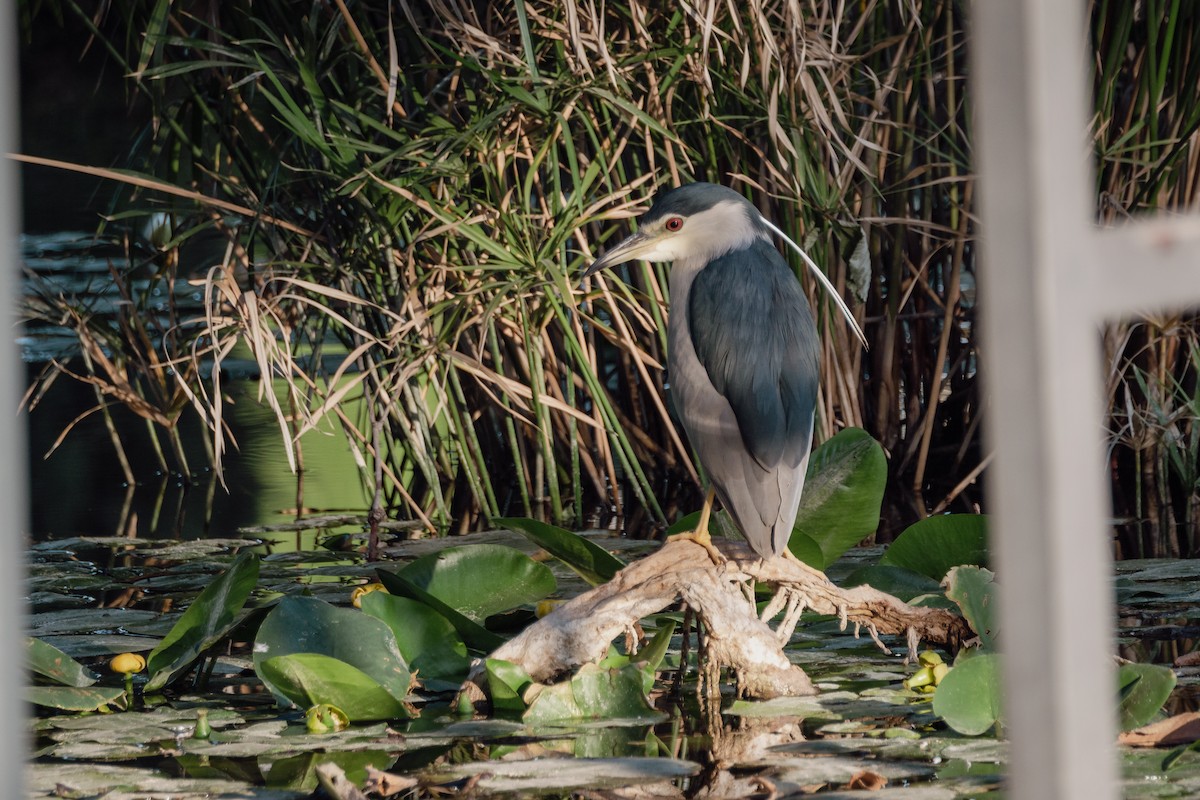 Black-crowned Night Heron - ML647093642