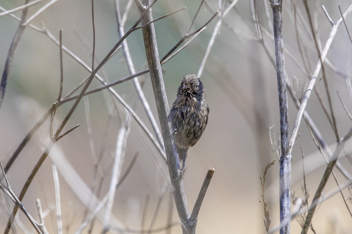 Wrentit - ML647093643