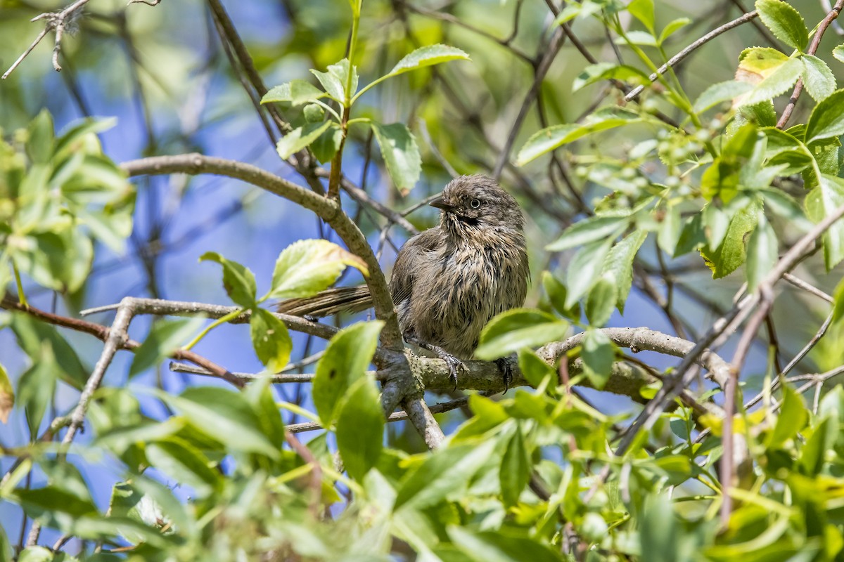 Wrentit - ML647093644