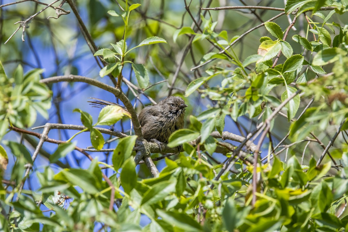 Wrentit - ML647093645