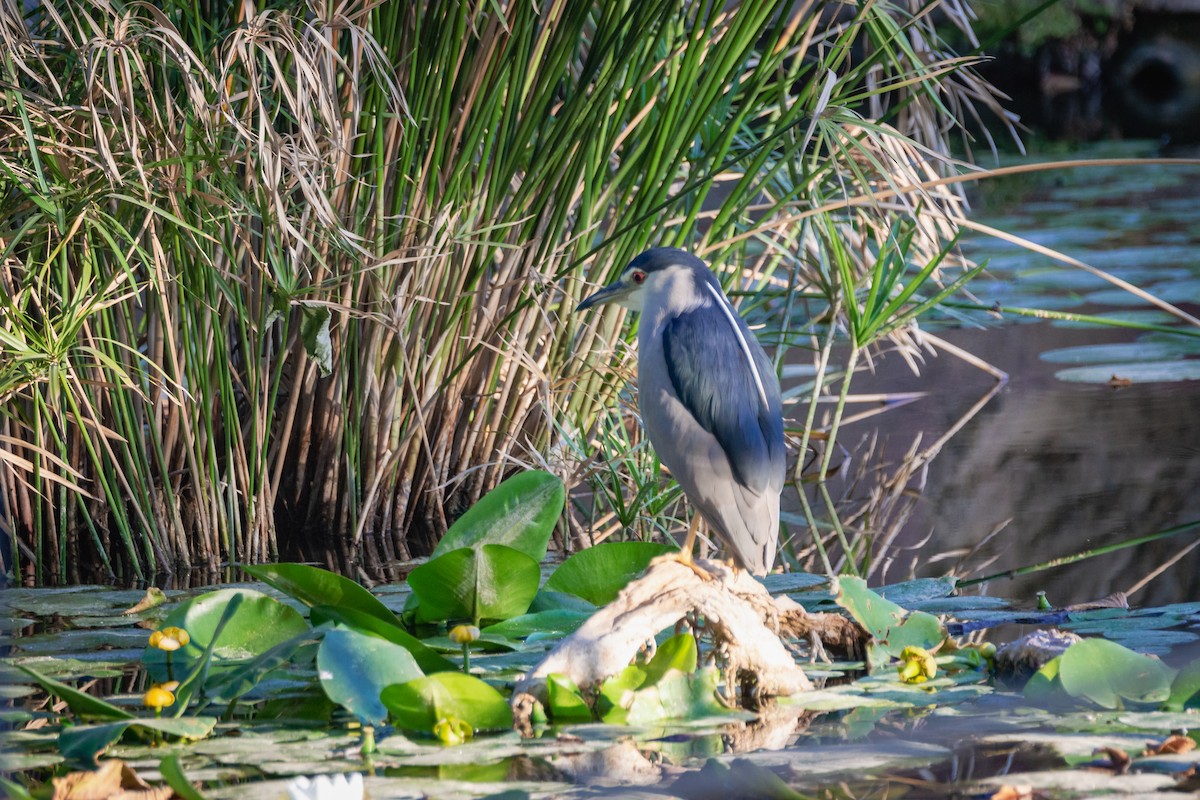 Black-crowned Night Heron - ML647093646