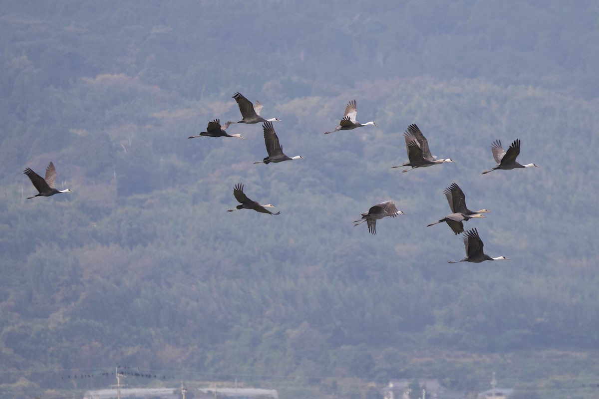 Журавель чорний - ML647093648