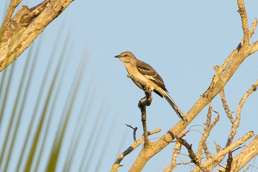 Northern Mockingbird - ML647093652