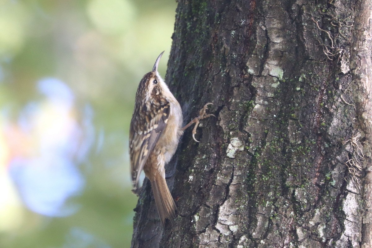 Short-toed Treecreeper - ML647093654